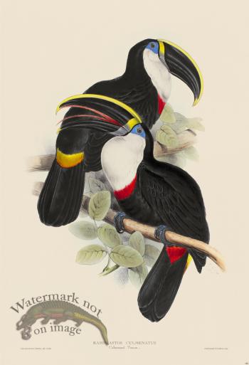 Culmenated Toucan